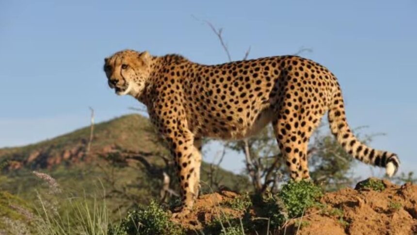 Why some cheetahs from Madhya Pradesh are making their way to Rajasthan