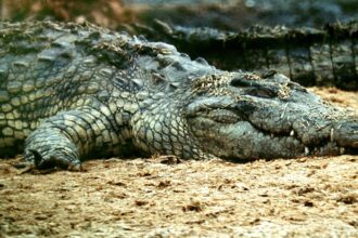 Do crocodiles really sleep with one eye open?