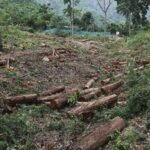 Forest Survey of India stops its AI-based fortnightly alerts to states on deforestation