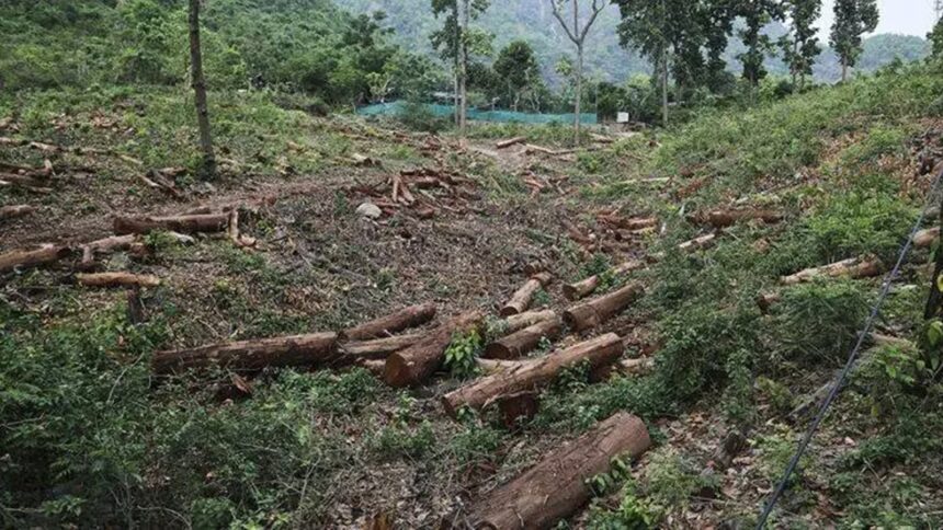 Forest Survey of India stops its AI-based fortnightly alerts to states on deforestation