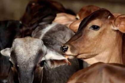 Cattle from Odisha, mostly cows and bullocks, were transported to states such as Andhra Pradesh, Jharkhand, West Bengal and Chhattisgarh, the chief minister informed.