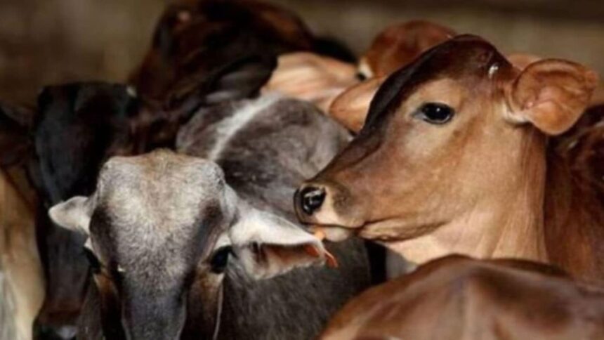 Cattle from Odisha, mostly cows and bullocks, were transported to states such as Andhra Pradesh, Jharkhand, West Bengal and Chhattisgarh, the chief minister informed.