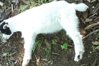 Discover the fascinating science behind fainting goats