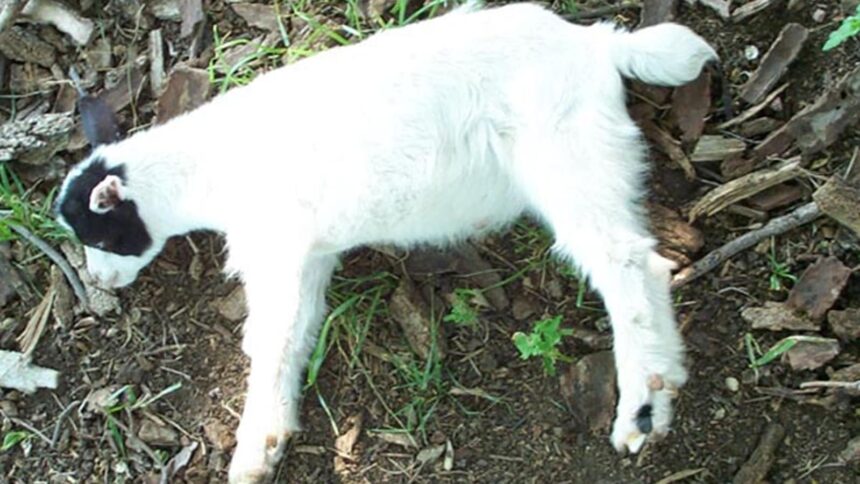 Discover the fascinating science behind fainting goats