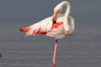 5 animals that sleep while standing up