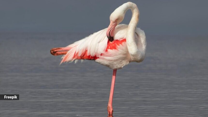 5 animals that sleep while standing up