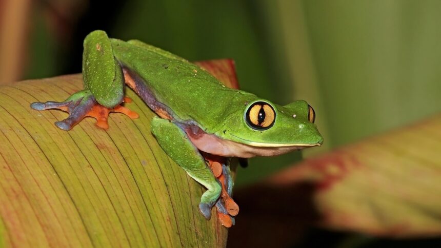 Learn why certain frog species scream, which ones do it, and how it helps them survive