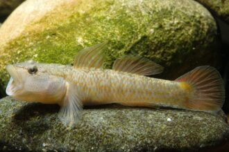 Discover the astonishing waterfall‑climbing gobies of Hawaii: