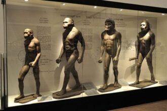 Human evolution gallery at Indian Museum in Kolkata