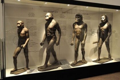 Human evolution gallery at Indian Museum in Kolkata