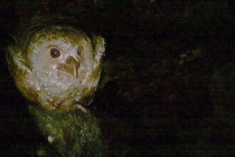Discover six mysterious birds that hunt in the dark,