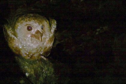 Discover six mysterious birds that hunt in the dark,