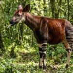 okapi