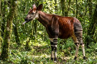 okapi