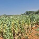 BJP leader arrested for growing opium