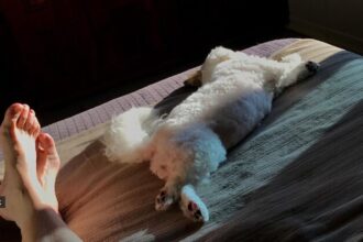 For some, co-sleeping with a pet strengthens the bond and brings emotional benefits