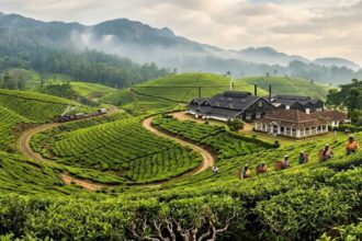 tea estate