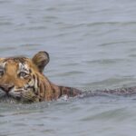 Discover land animals that are surprisingly skilled swimmers