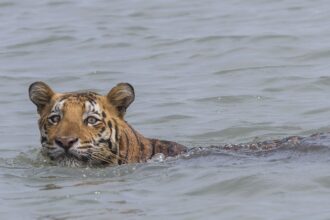 Discover land animals that are surprisingly skilled swimmers