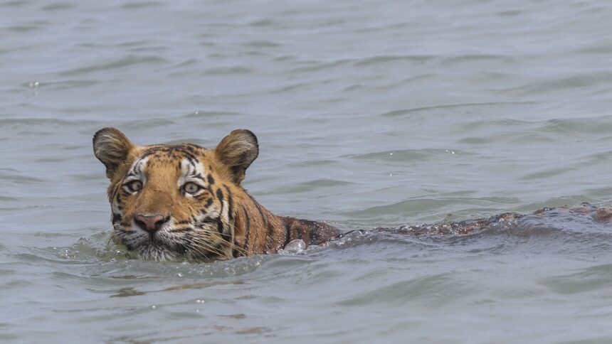 Discover land animals that are surprisingly skilled swimmers