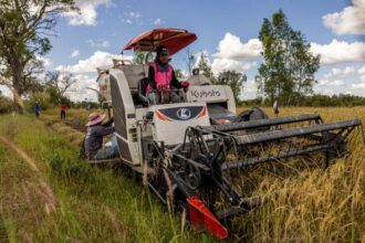 A farmer uses a combine harvester to harvest rice in Ubon Ratchathani, Thailand. Photographer: Lauren DeCicca/Getty Images via BLOOMBERG