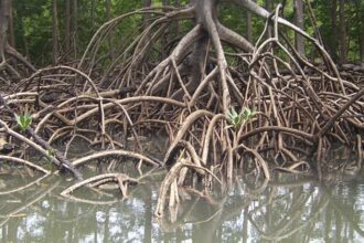 Amazon rainforest