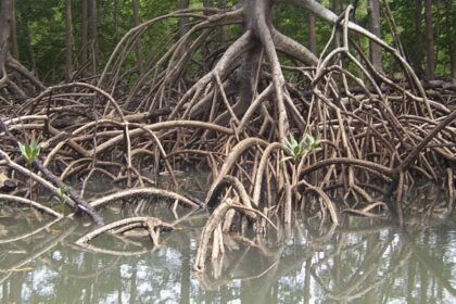 Amazon rainforest