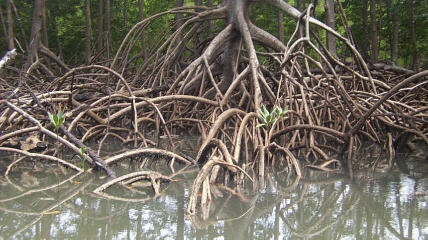 Amazon rainforest