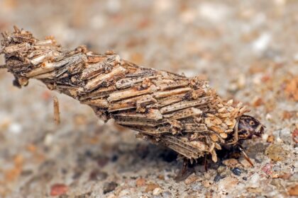 caterpillar