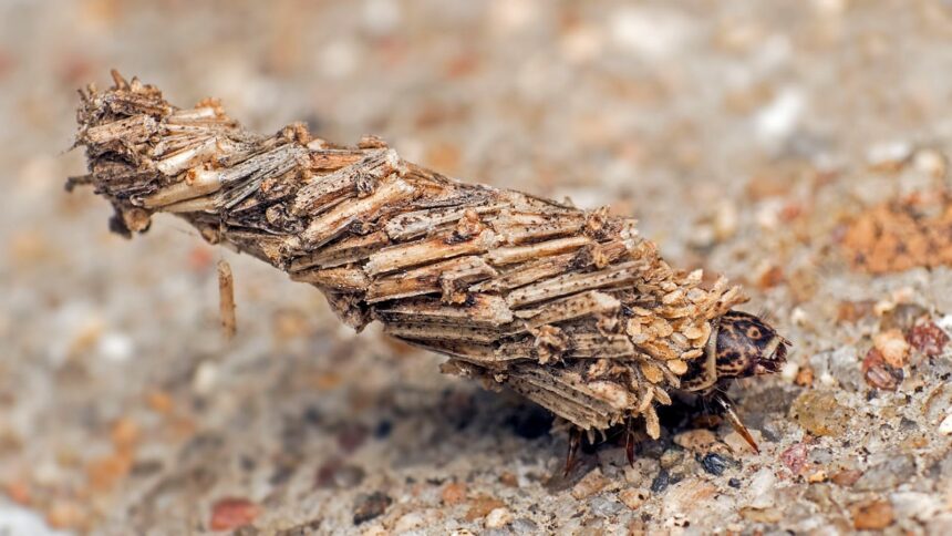 caterpillar