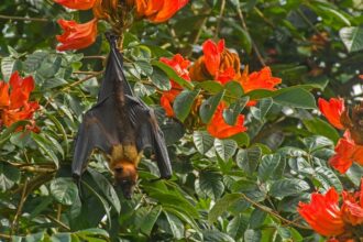 bat conservation assessment, bat conservation study, Bats, urbanisation, deforestation, climate impacts, State of India’s Bats, Nature Conservation Foundation, Bat Conservation International, Indian express news, current affairs