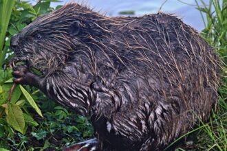 Beaver