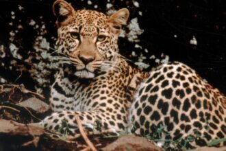 big cat