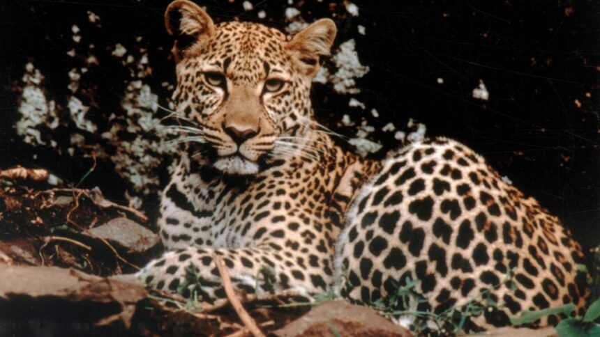 big cat