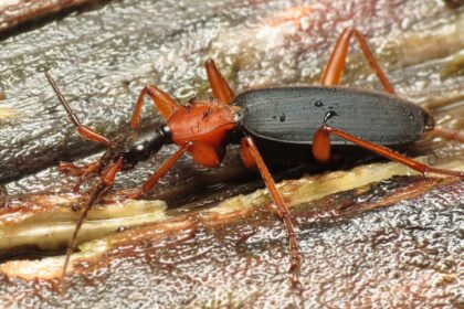 bombardier beetle