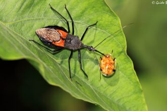 assassin bug