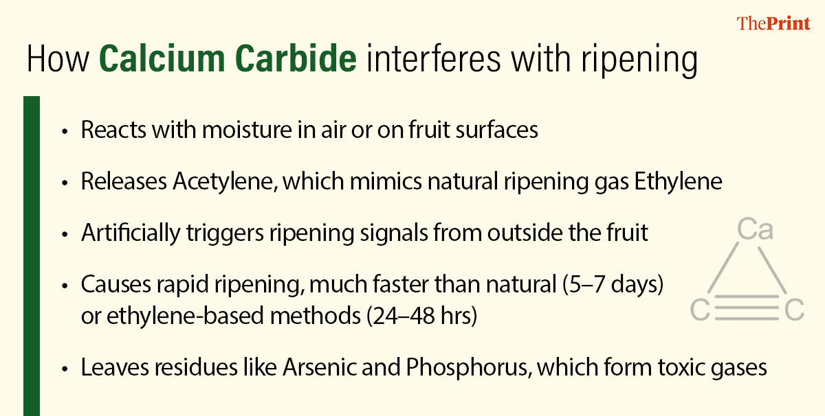 carbide-fruit Infographics: Shruti Naithani/ThePrint