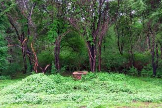 Even forest officials are searching the hill as well as the surrounding forest.