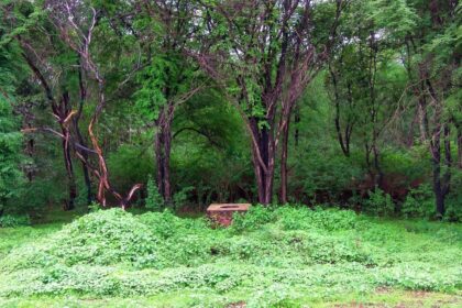 Even forest officials are searching the hill as well as the surrounding forest.
