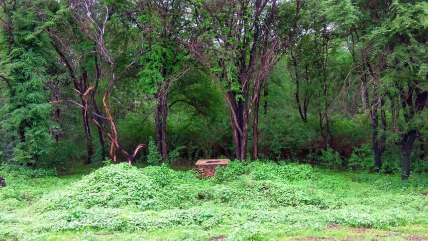 Even forest officials are searching the hill as well as the surrounding forest.
