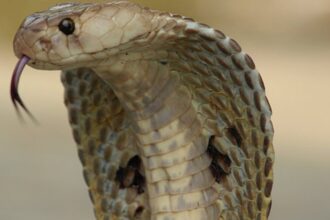 Cobra