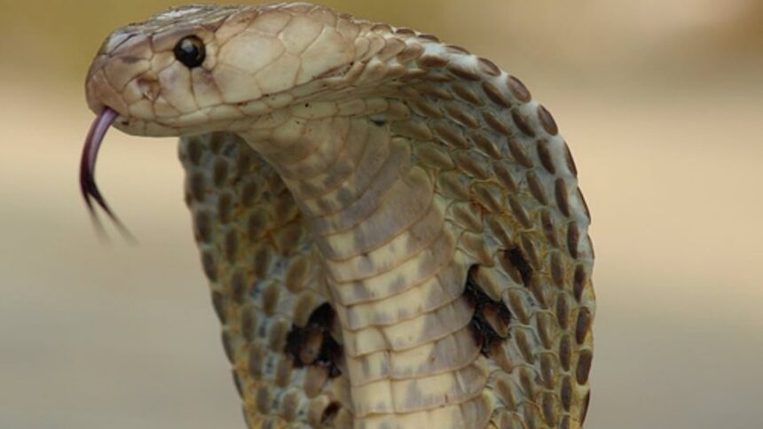 Cobra
