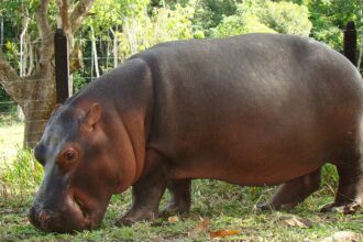 cocaine hippos