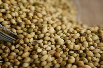coriander seeds
