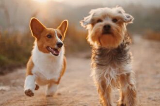 dogs