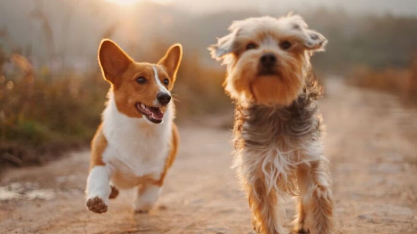 dogs