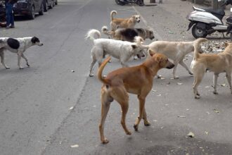 dogs