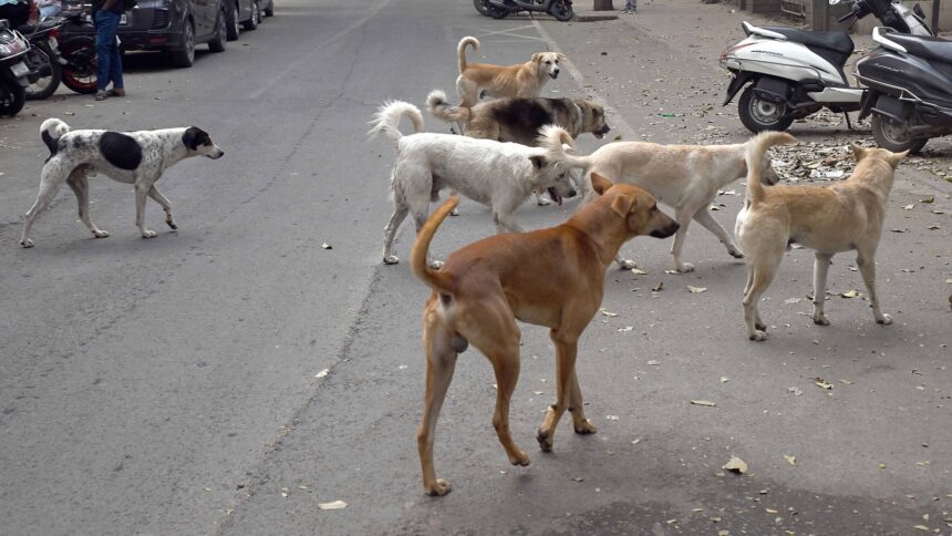 dogs