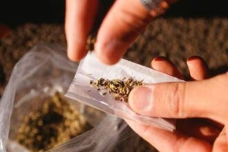 Drug crackdown in Anantnag intensified as police raided 20 hotspots targeting trafficking networks, with authorities also examining properties linked to alleged kingpins for legal action. (File Photo)