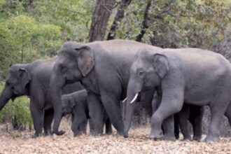 officials suspecting the involvement of the same herd that has been linked to multiple deaths in the region over the past couple of months